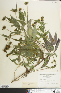 Bidens vulgata image