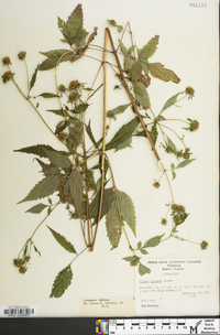 Bidens vulgata image