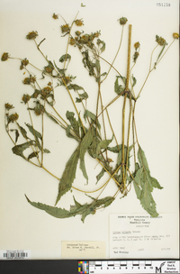 Bidens vulgata image