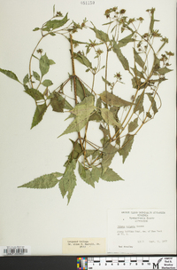 Bidens vulgata image