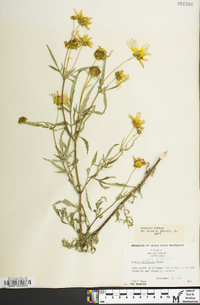 Bidens polylepis image