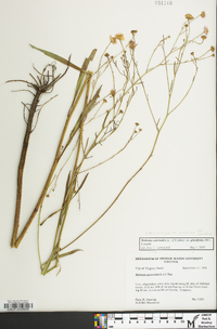 Boltonia asteroides image