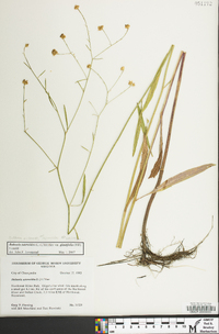 Boltonia asteroides image