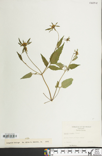 Bidens vulgata image