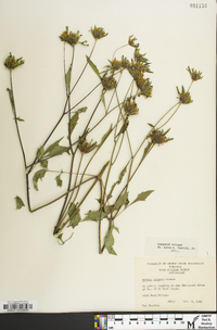 Bidens vulgata image