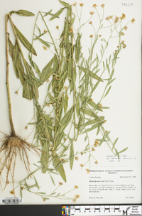 Boltonia diffusa image