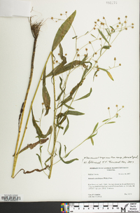 Boltonia caroliniana image