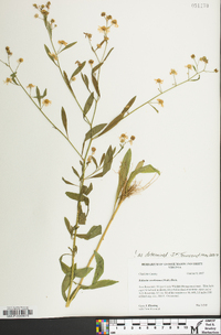 Boltonia caroliniana image