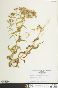 Brickellia eupatorioides image