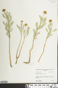 Borrichia frutescens image