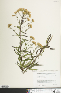 Brickellia eupatorioides image