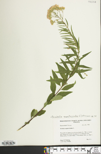 Brickellia eupatorioides image