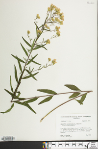 Brickellia eupatorioides image