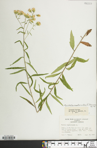 Brickellia eupatorioides image