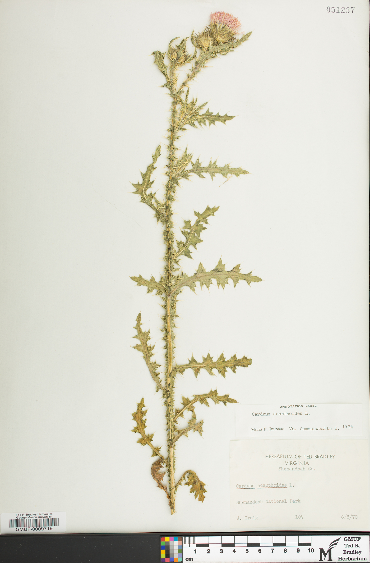Carduus acanthoides image