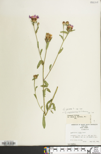 Centaurea jacea image