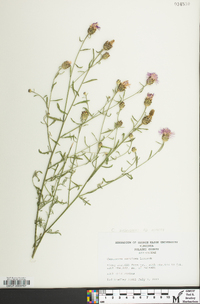 Centaurea stoebe subsp. micranthos image