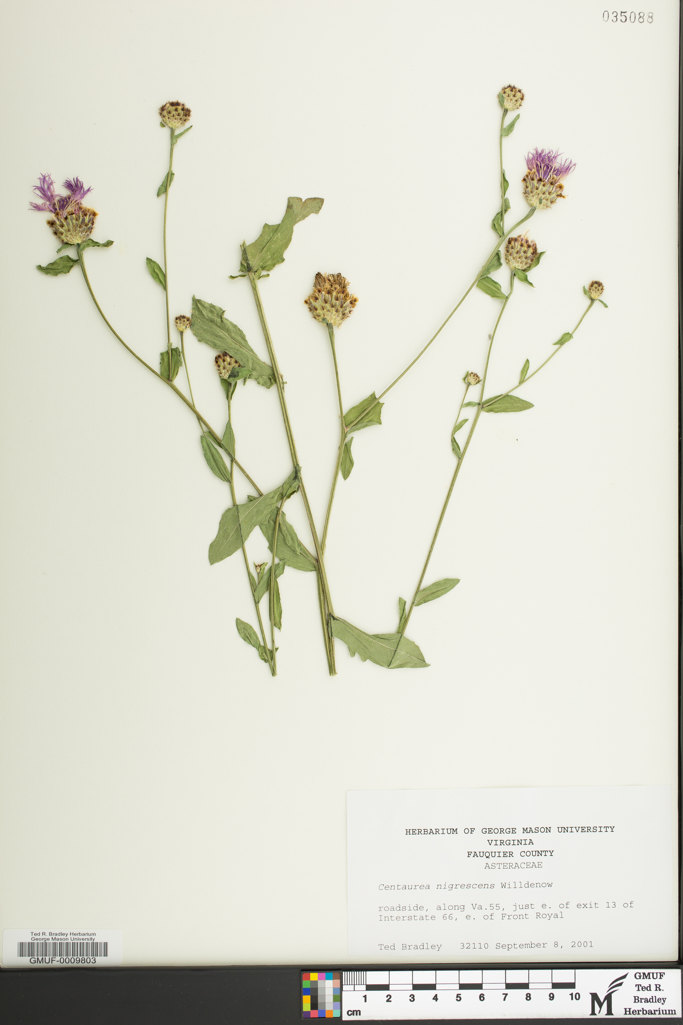 Centaurea nigrescens image