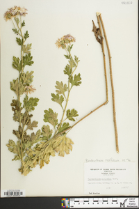 Dendranthema morifolium image