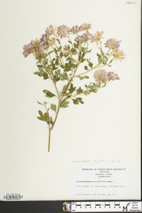 Dendranthema morifolium image