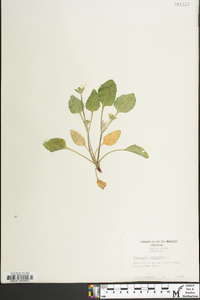 Chrysogonum virginianum image