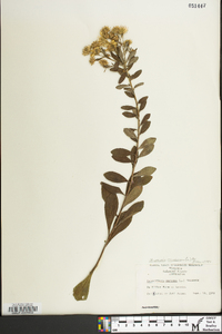 Chrysopsis mariana image
