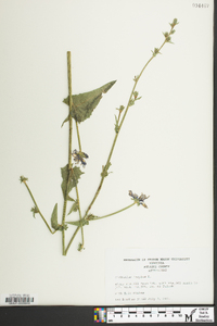 Cichorium intybus image