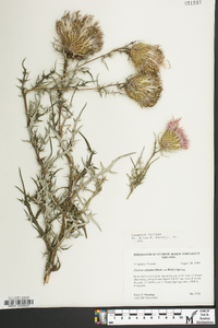 Cirsium discolor image