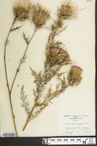 Cirsium discolor image