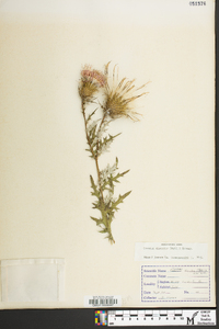 Cirsium discolor image