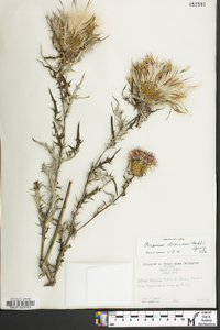 Cirsium discolor image