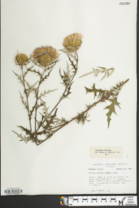 Cirsium discolor image