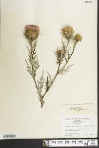 Cirsium discolor image