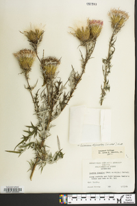 Cirsium discolor image