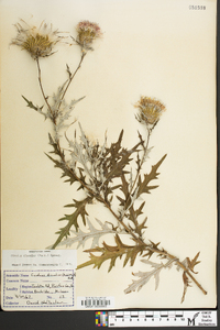 Cirsium discolor image