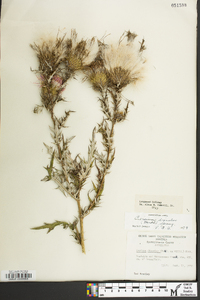 Cirsium discolor image