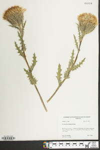 Cirsium horridulum image