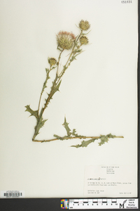 Cirsium pumilum image