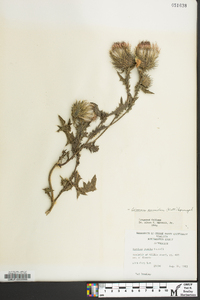 Cirsium pumilum image