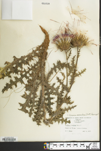 Cirsium pumilum image