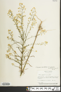 Conyza canadensis var. pusilla image