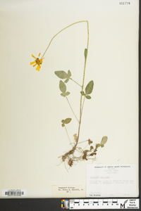 Coreopsis auriculata image