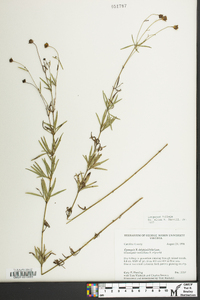 Coreopsis delphiniifolia image