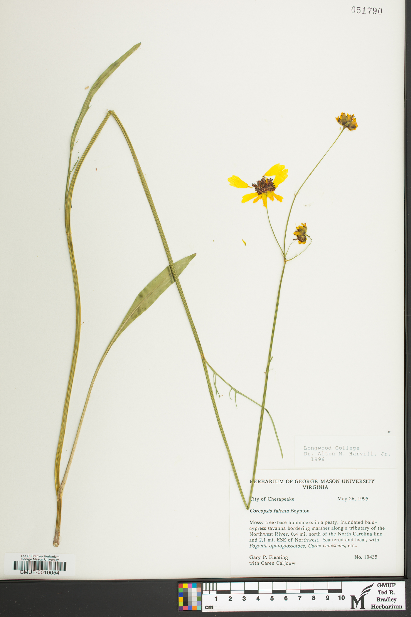 Coreopsis falcata image