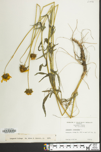 Coreopsis lanceolata image