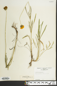 Coreopsis lanceolata image