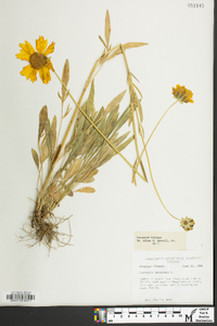 Coreopsis lanceolata image