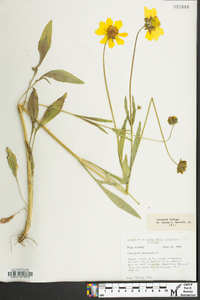 Coreopsis lanceolata image