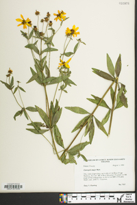 Coreopsis major image