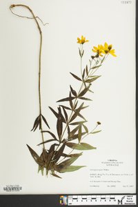 Coreopsis major image